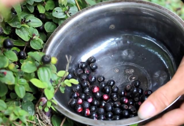 农村小哥山里摘这种黑黑的野果，农村娃基本都吃过，你认识吗？