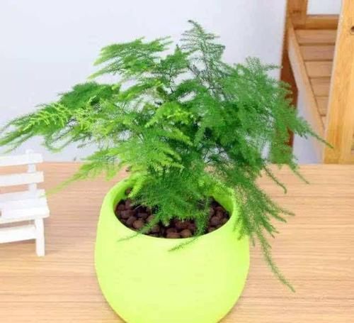  株形优美■适合摆在家里的植物，净化空气还美观，超实用