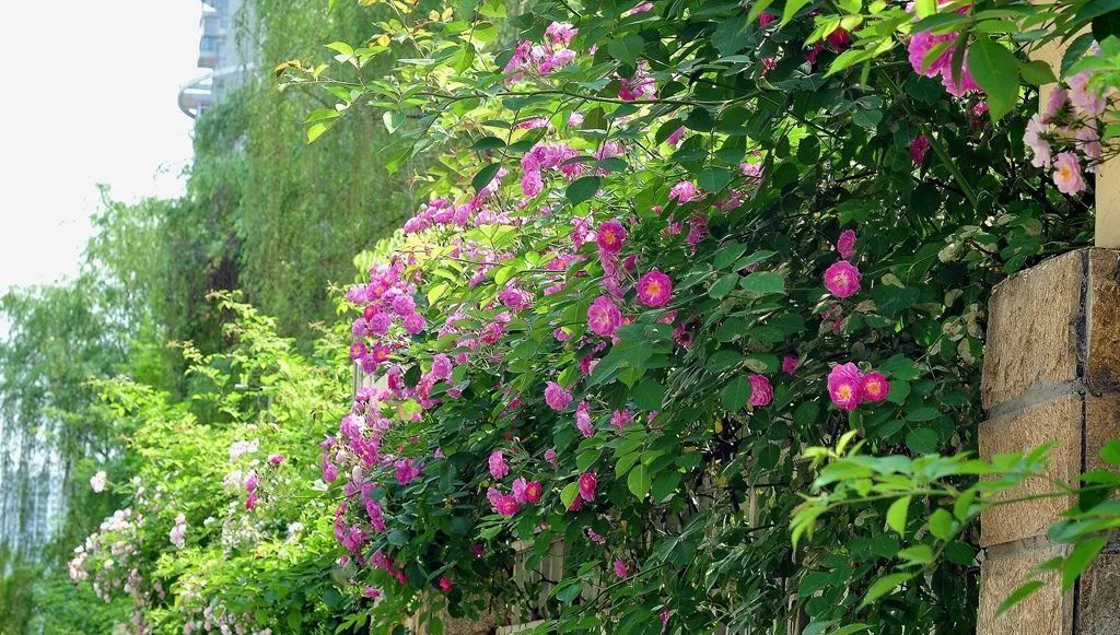  「适合」适合懒人养的花,养成轻松成本低!