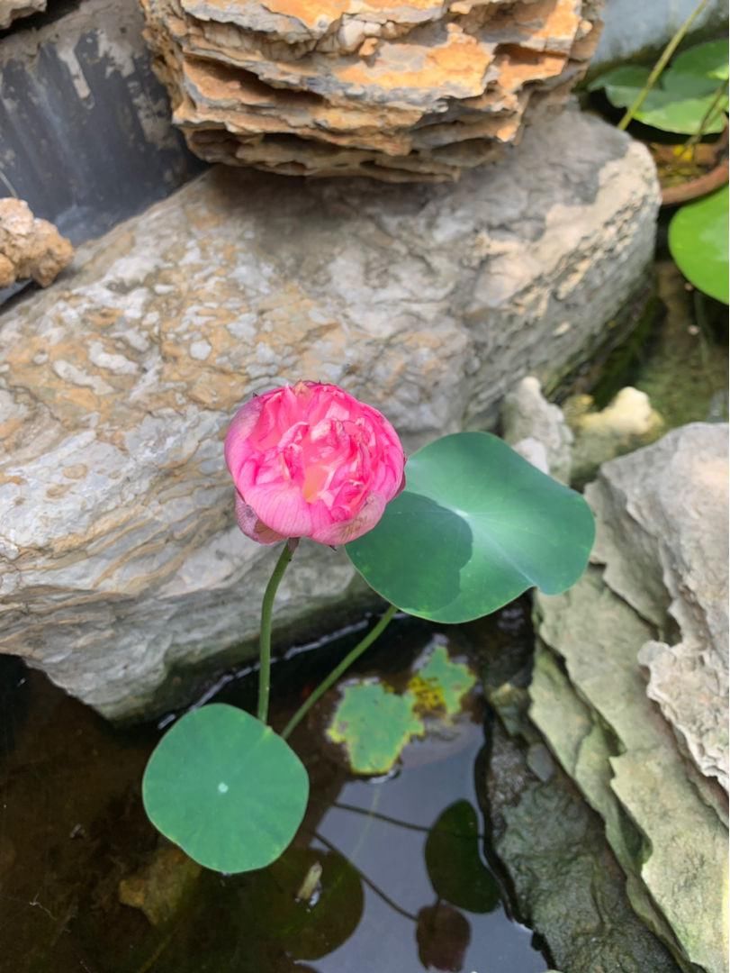  「随便」3种皮实花，随便撒土里就能长一大片，农村常见