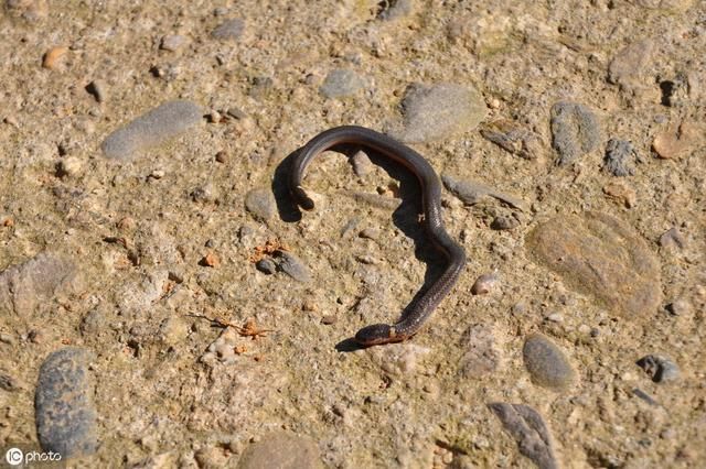 农村有种蛇有两个头，你知道这是什么蛇吗？这种蛇有毒吗？