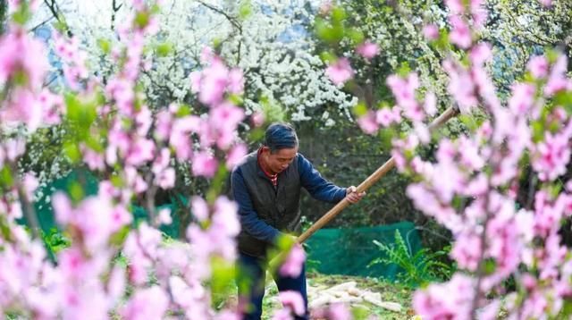  「田园」在乡下改造一个小院——天天都是乡村田园梦，生活如此惬意
