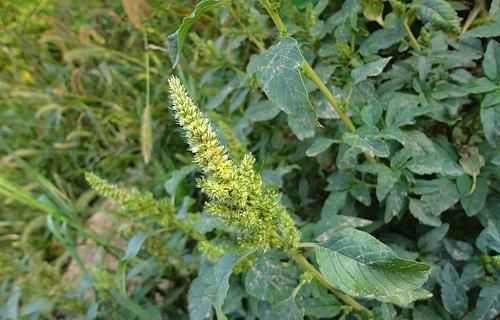  「常见」农村常见的一种野菜，农民很讨厌，殊不知是餐桌上的一道美味！