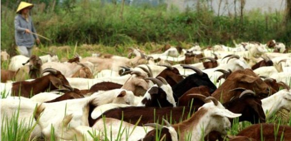  【赚钱】2019年，农村这些养殖项目比较赚钱，做好比打工强！