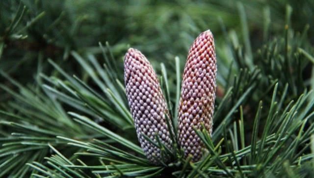  【想想】农村到处可见的植物，一直当柴烧，现在想想就是在“烧