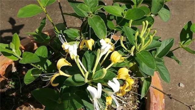  搞懂■金银花难开花？搞懂这些因素，不愁不开花