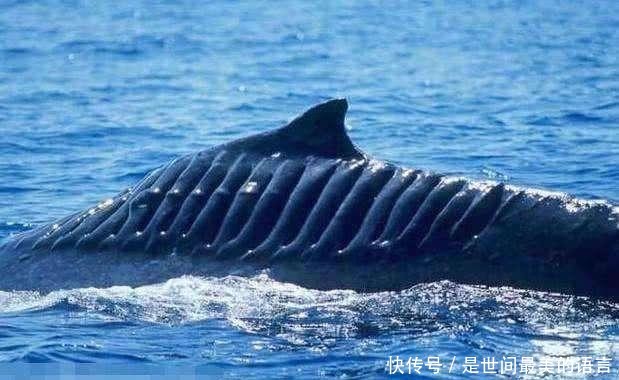 『出海』为何辽宁舰每次出海,后面都要跟一群鲨鱼?真相让人难以接受