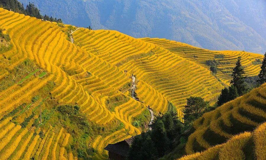 错开了高峰去桂林，去看那最美的龙脊梯田