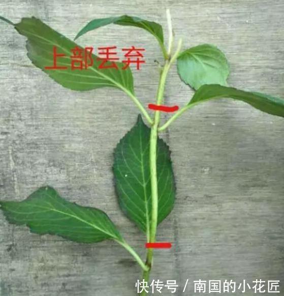  『三角梅』这3种花太贵，别再买了，剪几个枝就能扦插几十盆