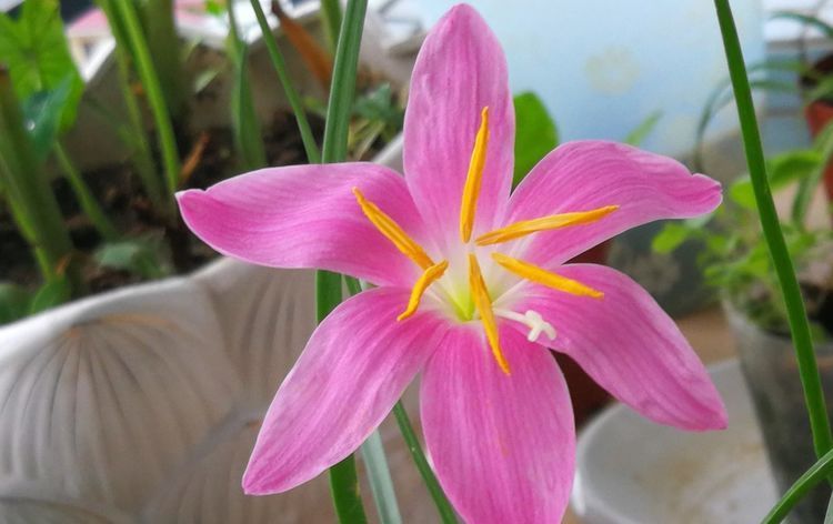  「春天」最适合春天种植的3种花,开花漂亮花量大,好养易活花期长