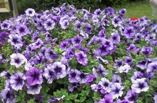 【矮牵牛】牵牛花和矮牵牛分不清,有什么区别?