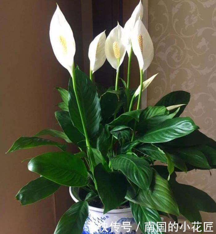 #家里#这几款小花，便宜又好养，寓意吉祥人人爱，家里养真适合