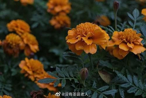 摄影作品点评：为你点评七张花卉摄影作品，教你如何拍好一朵花？