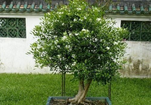  『香味』开花飘香“九里”，周杰伦为它作曲，养盆九里香，比香水香十倍