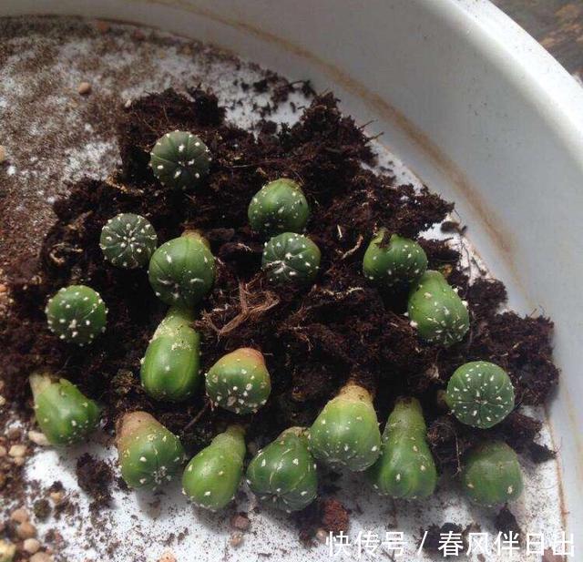  肥壮■给仙人球浇水，有4字“口诀”，一棵棵肥肥壮壮，翠绿又漂亮