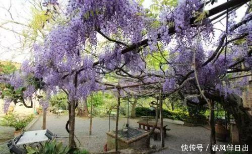  「花儿」4种花，打造出一个漂亮的院子，色彩斑斓，花开不断！