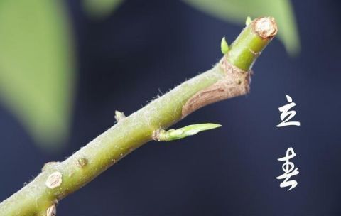 19年立春在除夕 有什么说法