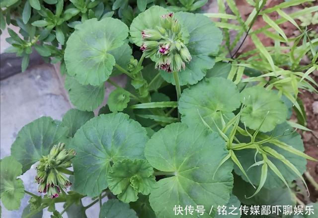 家里|家里养6种驱蚊植物,特殊的香味,使蚊子不敢靠近