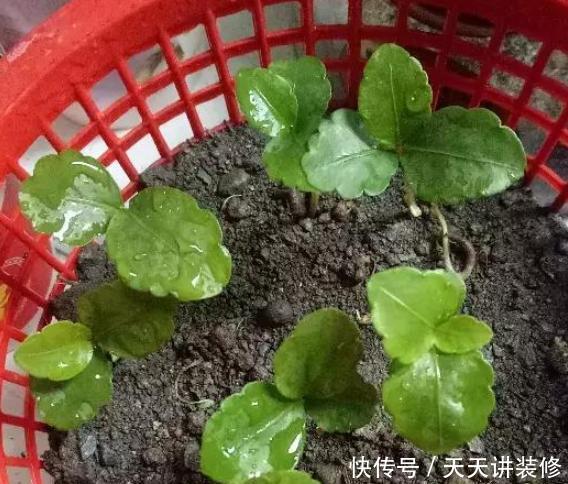 室内@书房盆栽绿植选什么好?此4款好看又好养,摆在室内对健康有益