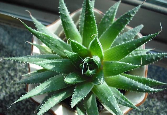 芦荟生长|家种芦荟想要长得好!这几个知识点要记牢