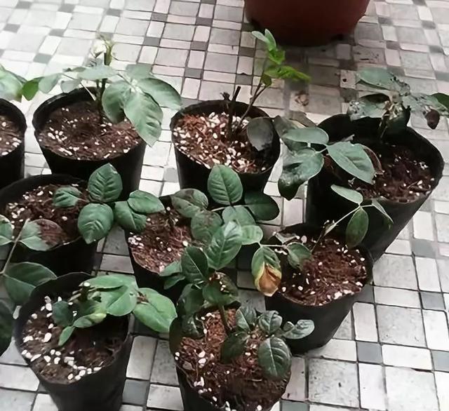  「扦插」3种花，现在扦插超好活，1周生根，轻松变养花大户