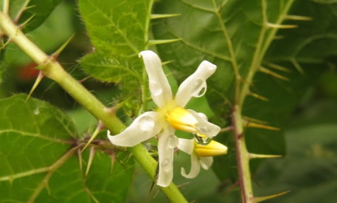 这植物蛇一见到就逃跑，农民见到就砍掉，殊不知其价值十分珍贵