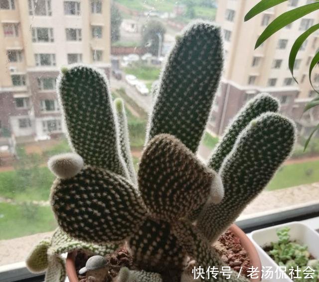  『仙人』仙人掌薄成纸2个小方法，吃成大胖子，长成老树桩，挂满仙人果