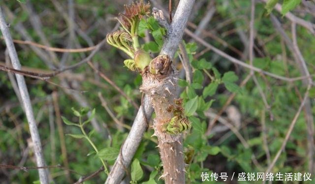 我国|这树满身刺，营养不输人参，我国种植少有人吃，出口日本成