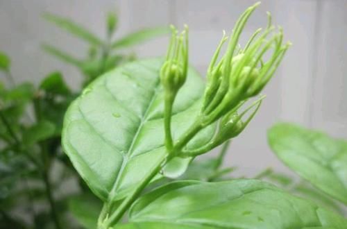  「技巧」茉莉花修剪和开花枝条的关系？茉莉花连续不断开花的修剪技巧？