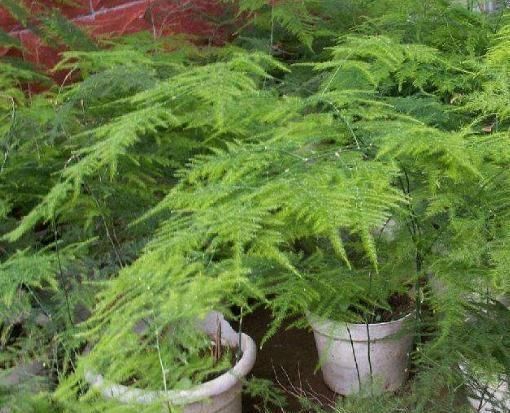  「翠亮」文竹“又黄又蔫”？一个小窍门，枝条壮、叶片肥，翠亮一整年