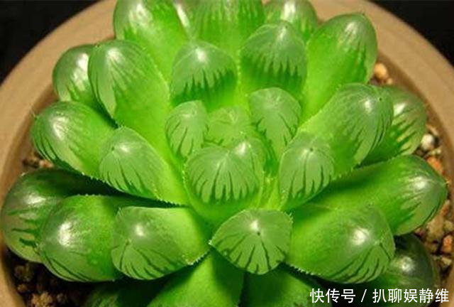  #火星兔子#3种多肉砍头不容易成活，还影响生长，不如养成单头精品