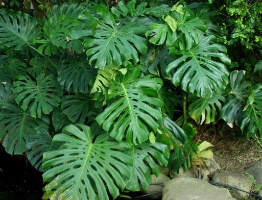  #充足#不知道养什么花，不如养养这些花草吧，在难养浇点水也能养活