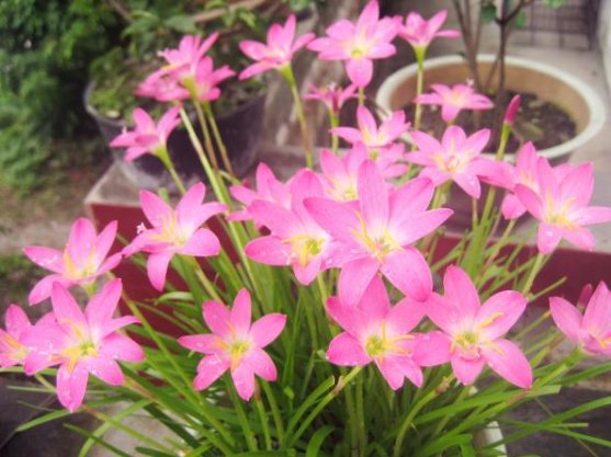  『家里』家里阳台种这些花，放在阳台开成瀑布，绚丽多彩，花开满满惹人爱