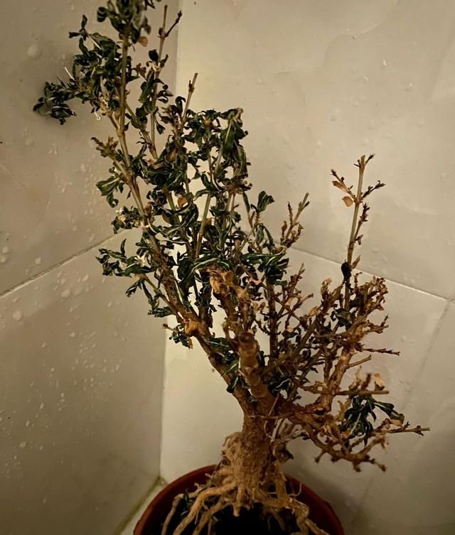  脱水■留在武汉三个月没管的六月雪晒脱水了还有救吗？做到4点有惊喜