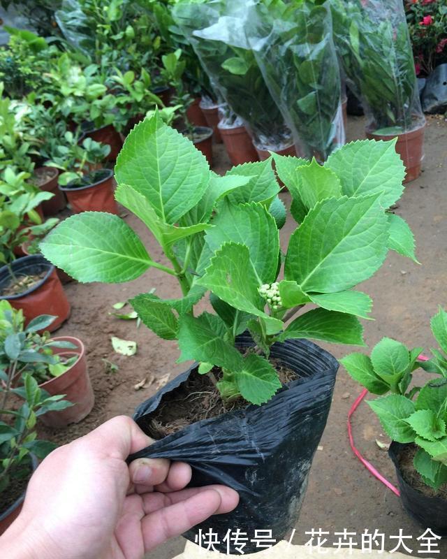  【影响】这3种花特怕晒，遇上大太阳立马搬回家，不怕黄叶影响颜值