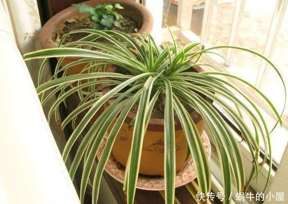 好看:3种植物别再水培了,土培好看又好养,植株长势猛、枝叶繁茂