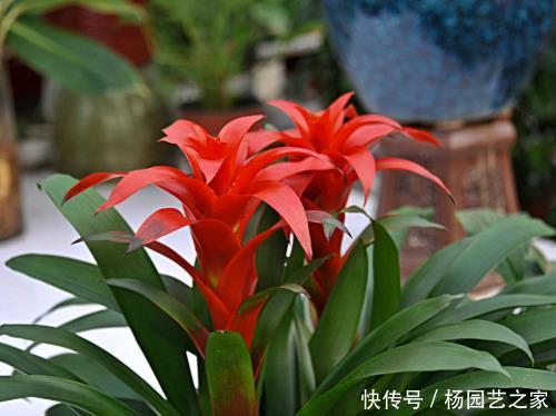 生机:招财又纳福的4种绿植,光听名字就喜庆,养1盆增添不少生机!