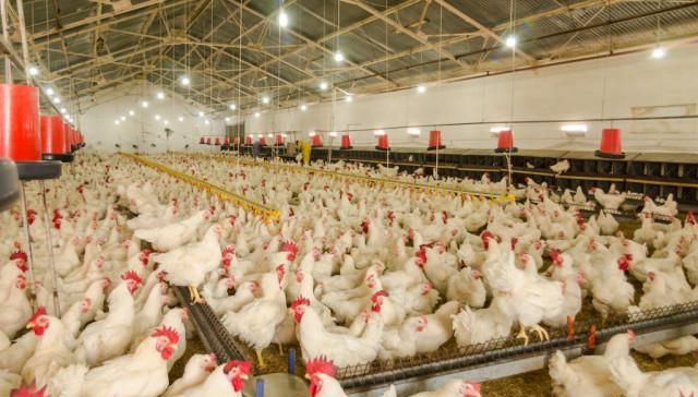  「解封」道路解封，养殖产业复工，养殖业真的得救了吗？