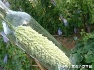 『苦瓜』农村大妈种苦瓜,结果后不摘却用瓶子套上,几天后顾客上门来买!