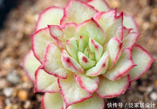 「打动」多肉织锦,凭美貌打动人心,控养更容易养出果冻色