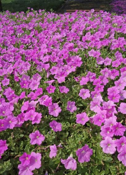  矮牵牛■养“矮牵牛”用四个方法，花开不断，一年成一片五彩缤纷的花海！