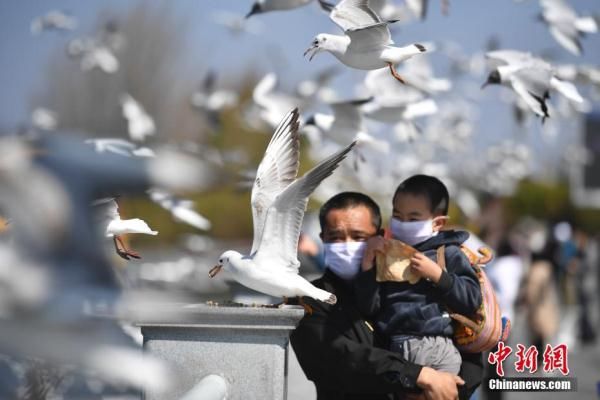  市民在昆明市海埂大|红嘴鸥即将回家 昆明市民送别老朋友