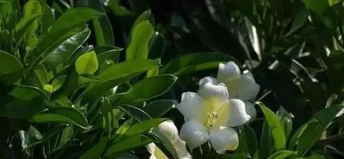 『绿意』卧室养什么花草好?试试六种花草,增添绿意、清新空气!