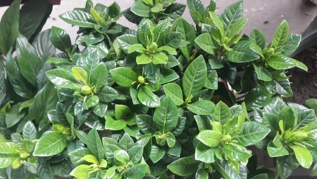  『移栽栀子花』养栀子花，一是浇水二是换盆，这两点做好，叶片绿油油，花苞长满