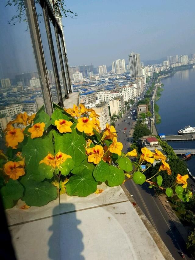  『挂在阳台』家里有4种花，吊起来养“最漂亮”，长得旺盛，就像花窗帘