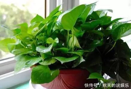 从此|这3种花养在客厅里,空气清新无异味,健康从此多一份保障