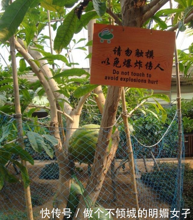 小伙发现树上长满“西瓜”，上前一看，旁边的牌子让他恍然大悟