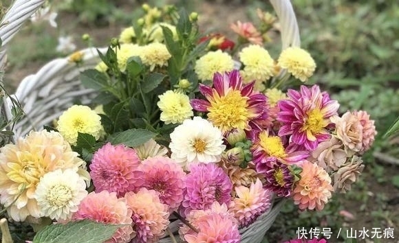  『花卉』百花争艳的季节，养那几种花最适合，推荐这四种开花好看花期长