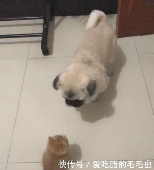 自古不和的猫狗可以一起养?猫狗混养的注意事