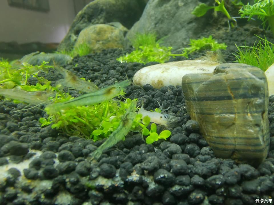  『水质』我家的花花草草第十四季-新手折腾水草缸